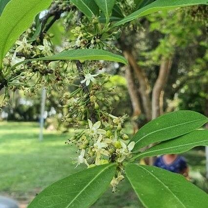 Erythroxylum coca പുഷ്പം