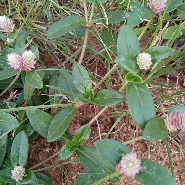 Gomphrena serrata Λουλούδι