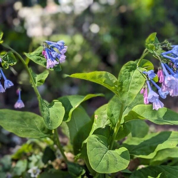 Mertensia virginica 葉