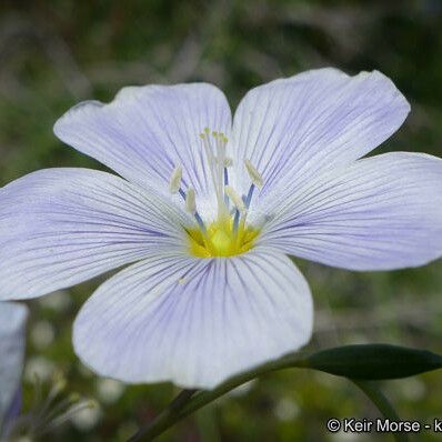 Linum lewisii Flower