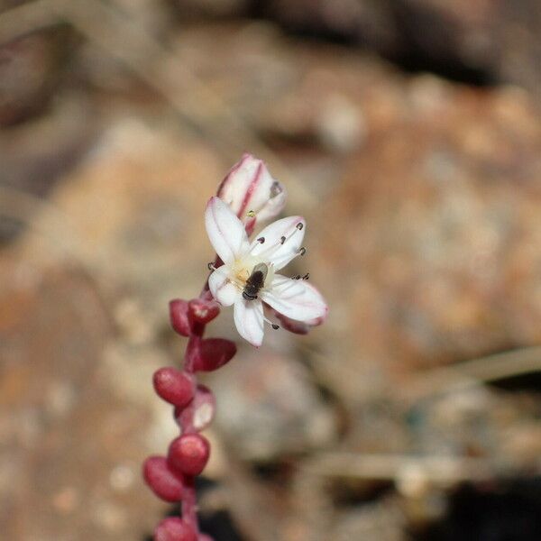 Sedum brevifolium Blodyn