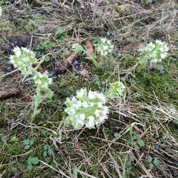 Petasites albus Flower