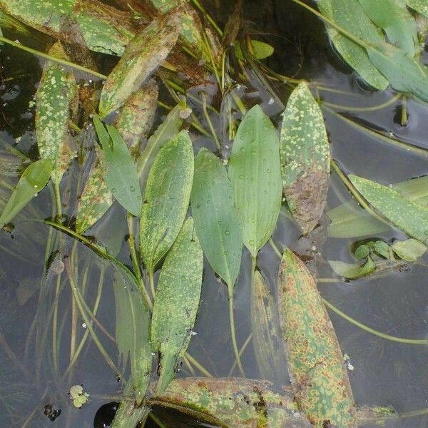 Potamogeton nodosus Habit