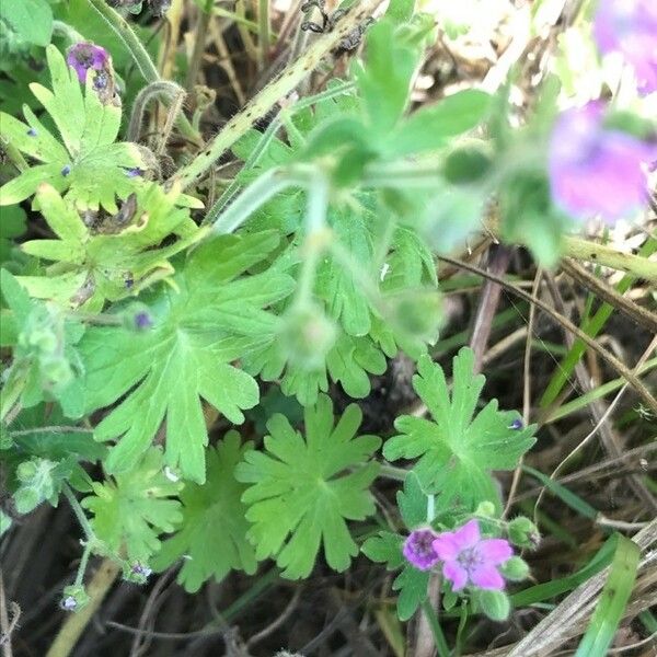 Geranium pusillum 叶