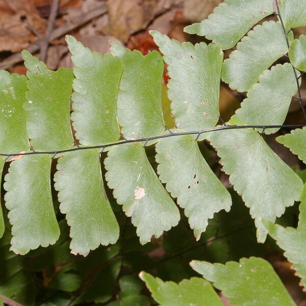 Adiantum philippense Leaf