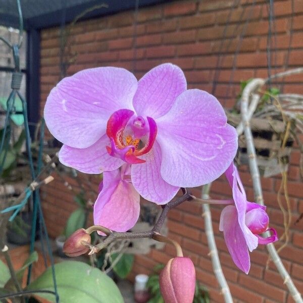 Phalaenopsis amabilis പുഷ്പം