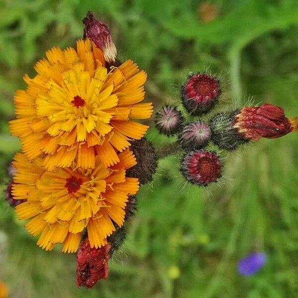 Pilosella aurantiaca Blomst