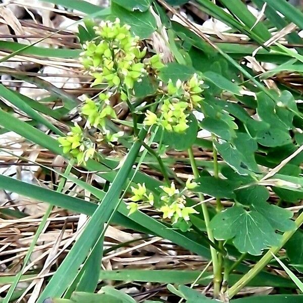 Thalictrum minus Habitus