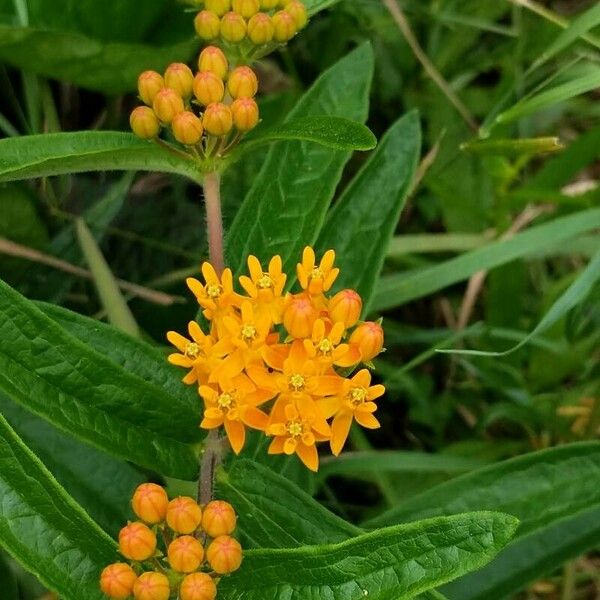 Asclepias tuberosa Květ