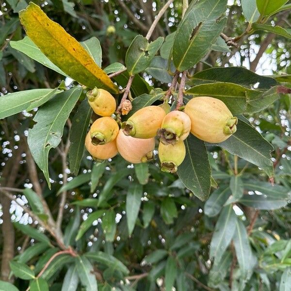 Syzygium jambos Fruchs