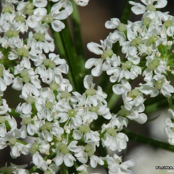 Bunium bulbocastanum Blüte