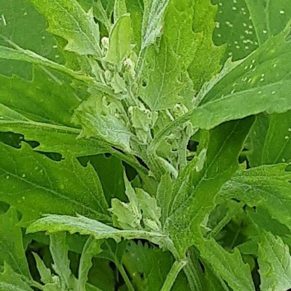 Chenopodium ficifolium 葉