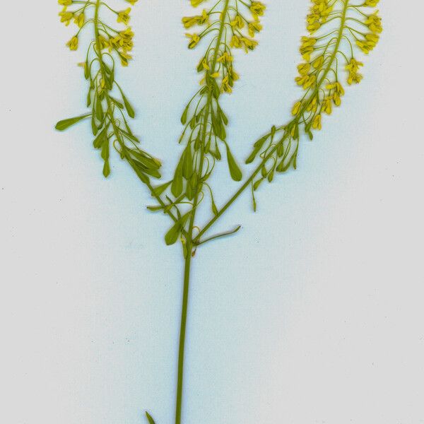 Isatis tinctoria Frucht