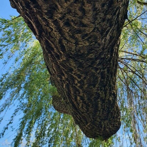 Salix × pendulina Bark