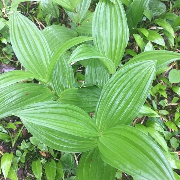 Veratrum viride Leaf