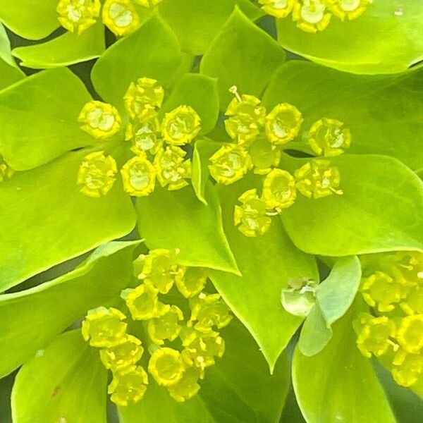 Bupleurum rotundifolium Flower