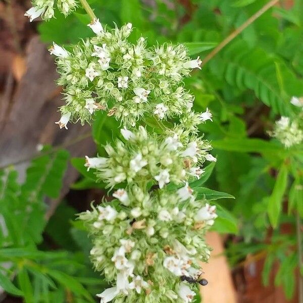 Spermacoce verticillata ফুল