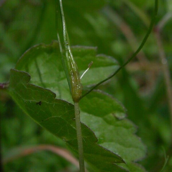 Zannichellia palustris Floro