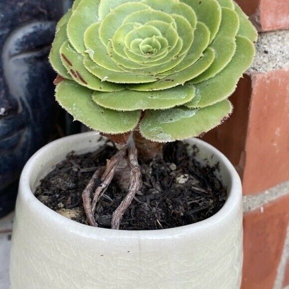 Aeonium aureum 葉