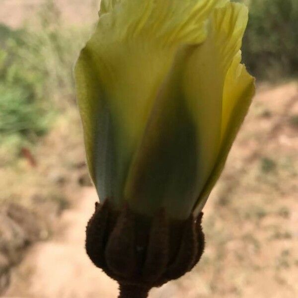 Thespesia garckeana Flower