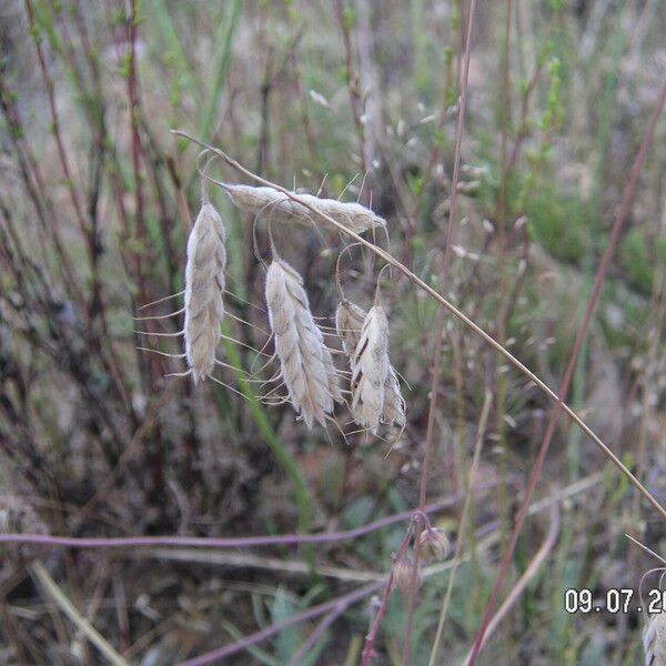 Bromus squarrosus Квітка