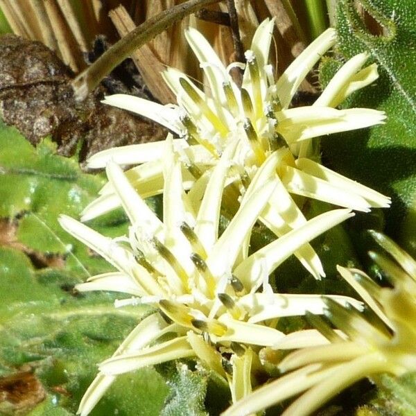 Perezia coerulescens Blüte
