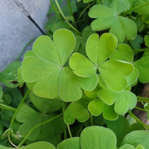 Oxalis debilis পাতা