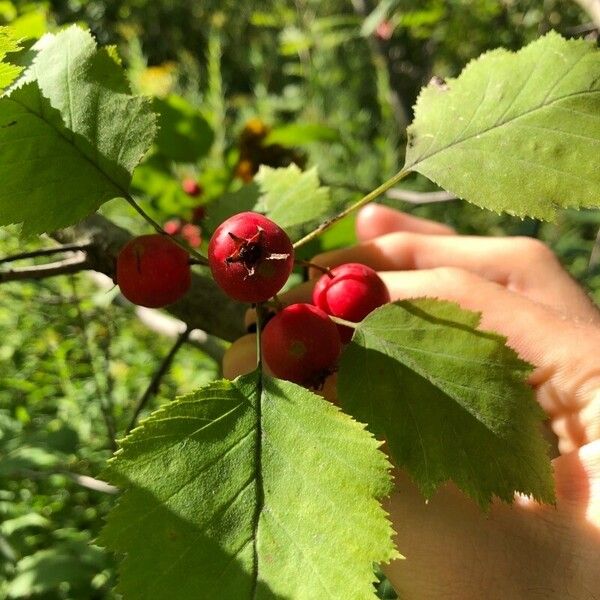 Crataegus submollis Frutto