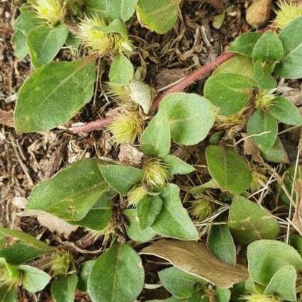 Alternanthera pungens Foglia