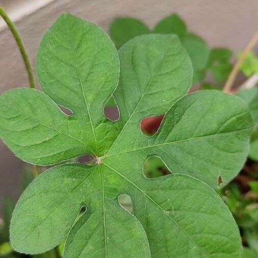 Ipomoea pes-tigridis Лист