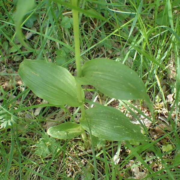 Cephalanthera damasonium Folha