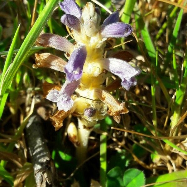 Orobanche cernua 花