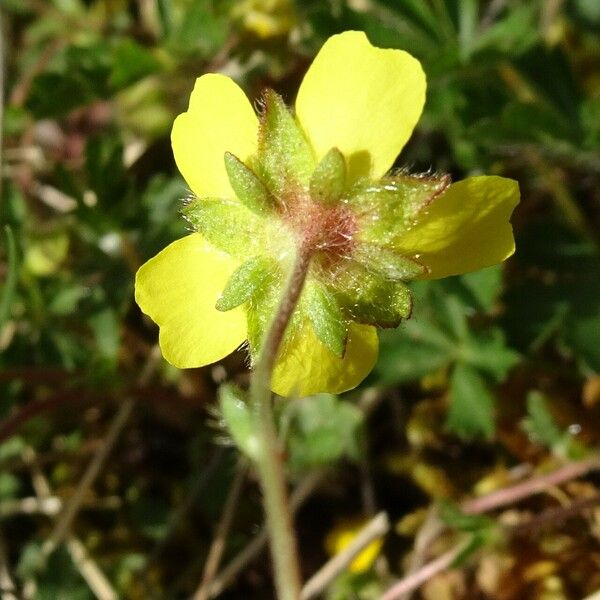 Potentilla verna Floare