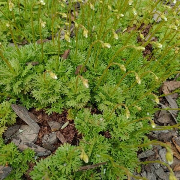 Saxifraga cespitosa Fleur