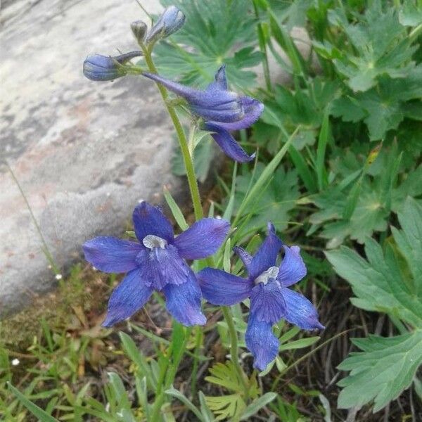 Delphinium menziesii Flower