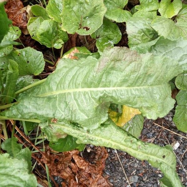 Rumex aquaticus Leaf