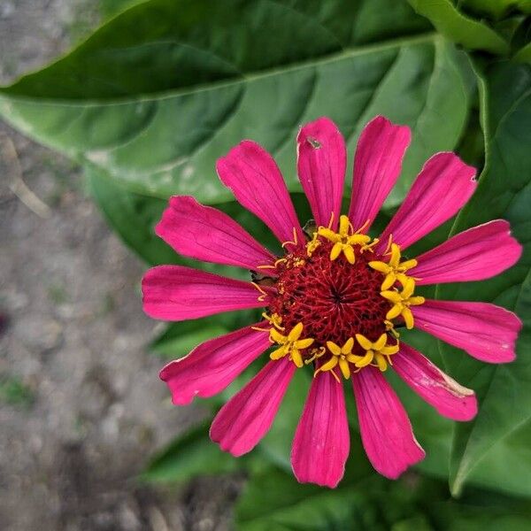 Zinnia elegans Flower