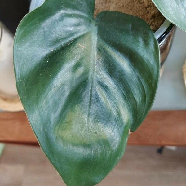 Philodendron hederaceum পাতা