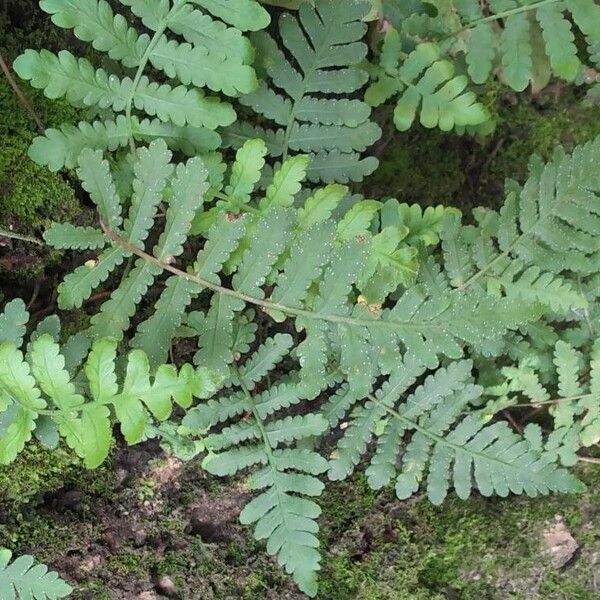 Arthropteris orientalis Folio