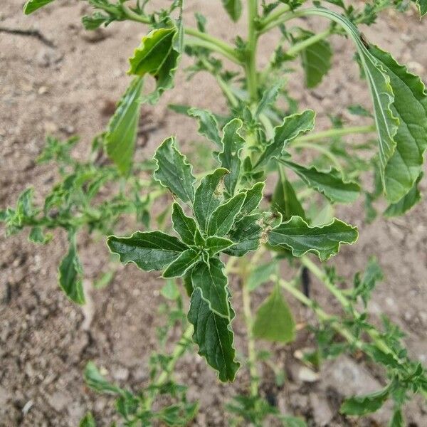 Amaranthus albus Leaf