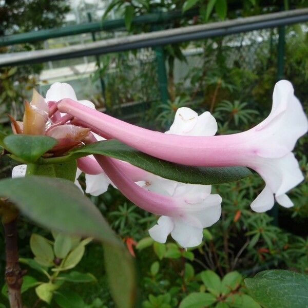 Rhododendron armitii Flor