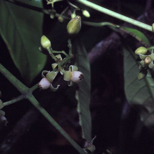 Trichilia schomburgkii Flor