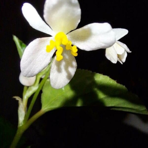 Begonia cucullata Blomma