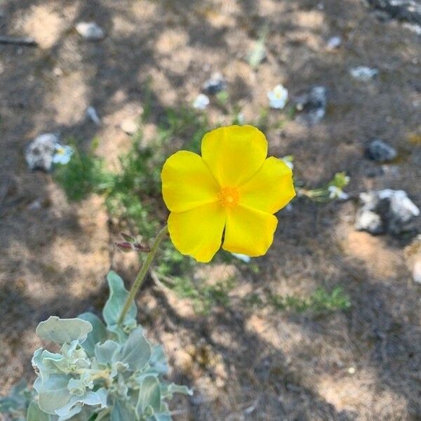 Cistus lasianthus Cvet