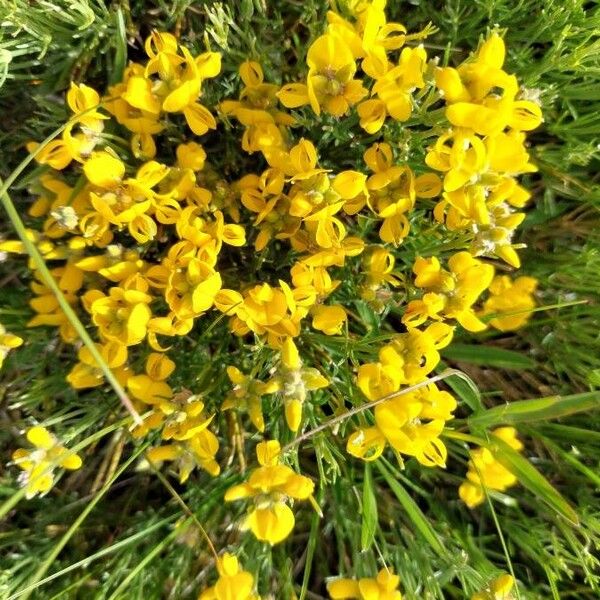 Genista radiata Kukka