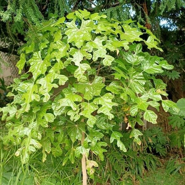 Trevesia palmata Habit