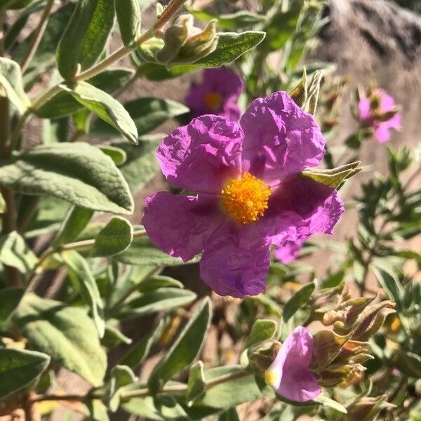 Cistus albidus Цветок