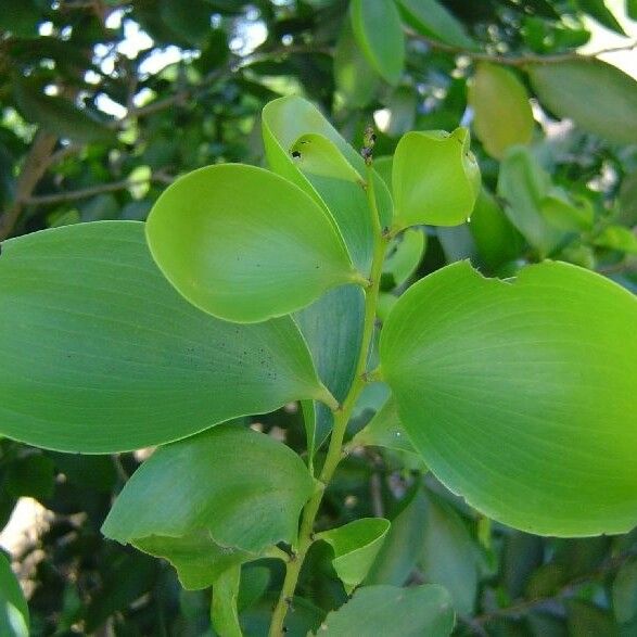 Acacia simplex 整株植物