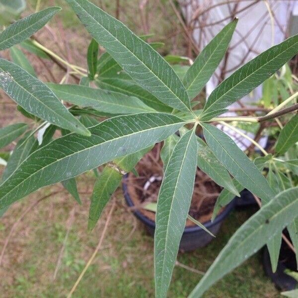 Vitex agnus-castus Fulla