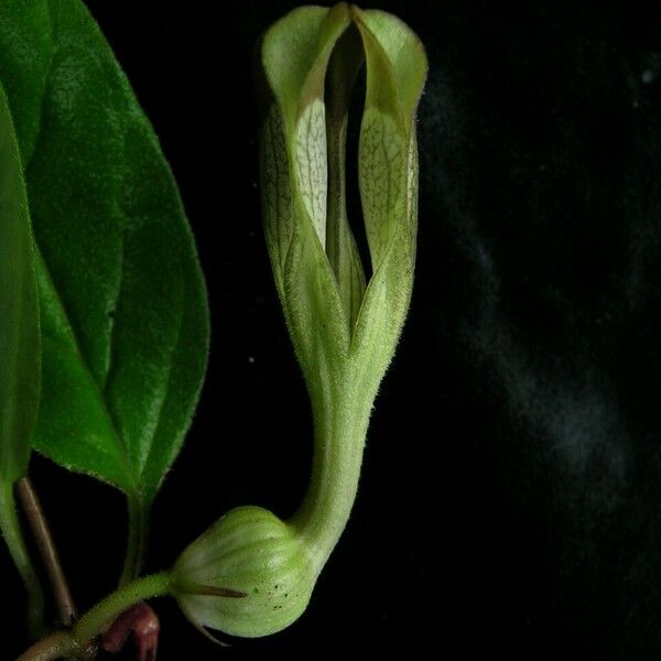 Ceropegia macrantha Цвят